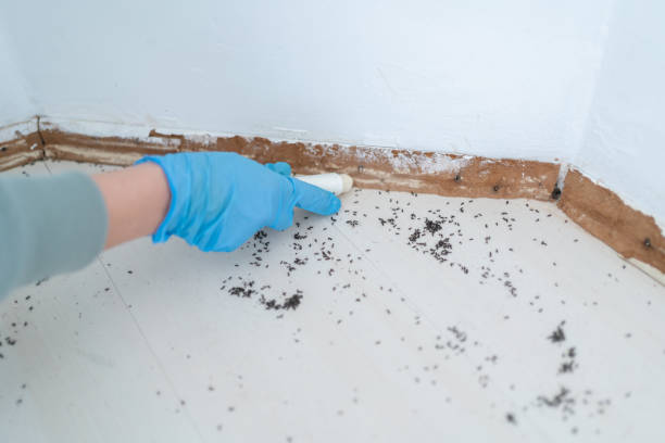 Best Ant Control Services  in Red Hill, PA